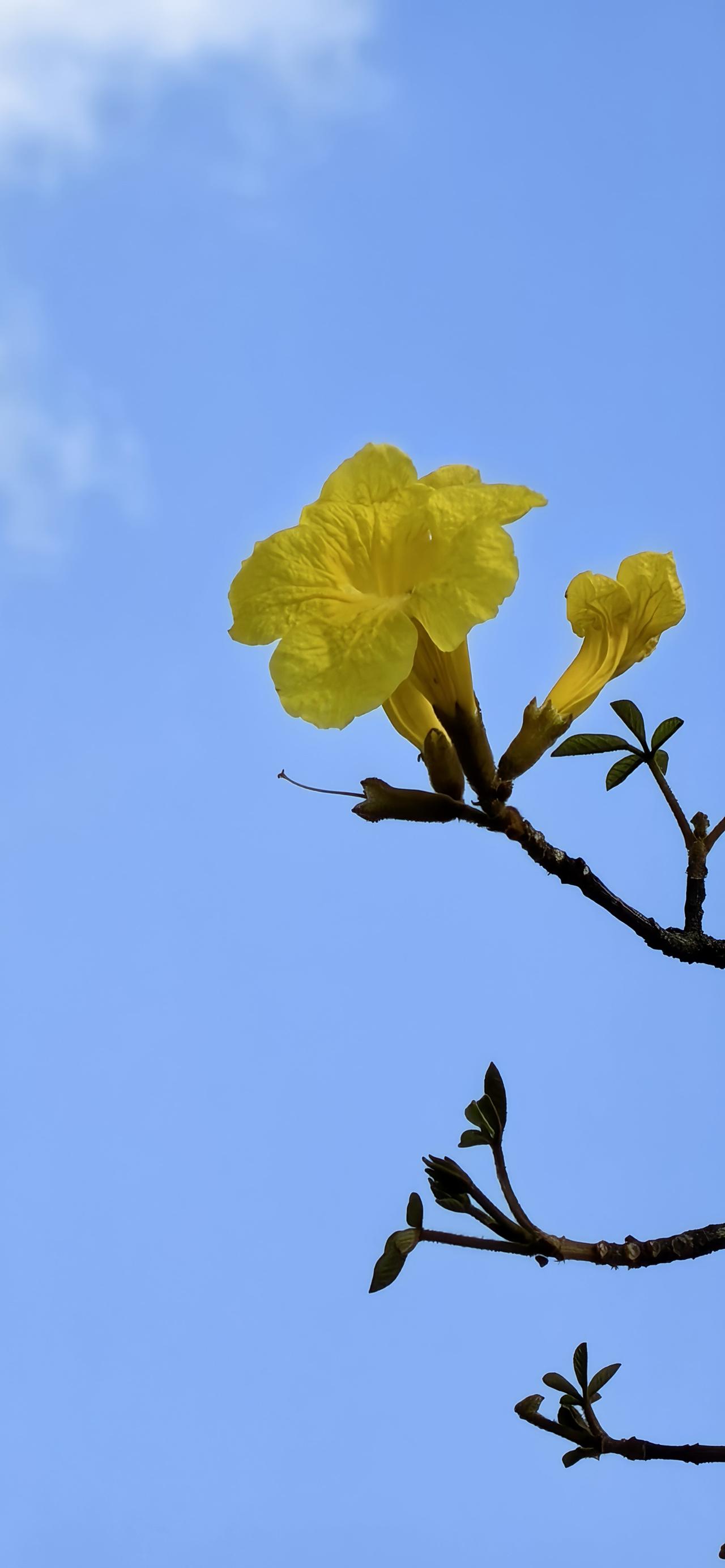 发一张你相册最近拍的花