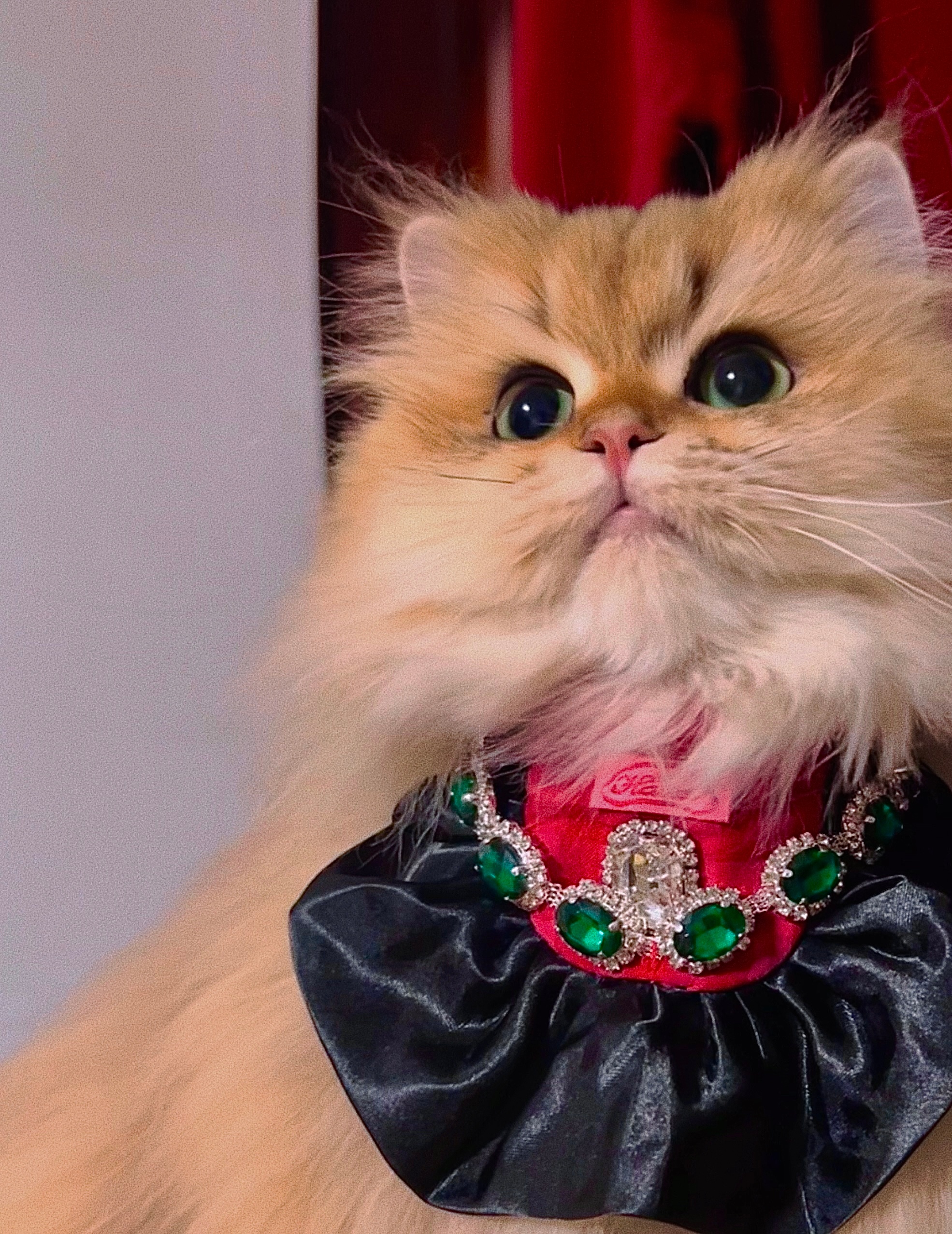 《富贵》有个做珠宝的妈妈谁不羡慕呢#英国长毛猫##金渐层##辣椒家新家回访# ​