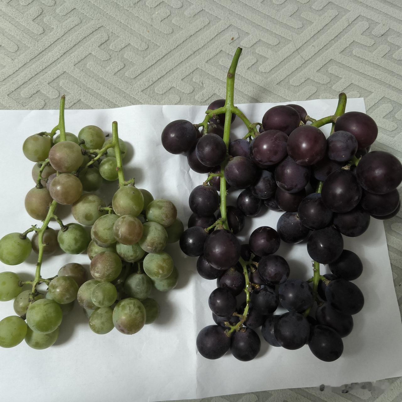 同行相轻

昨天出去散步，一开始我在公园转了一圈，后来突然想吃葡萄，于是从公园出