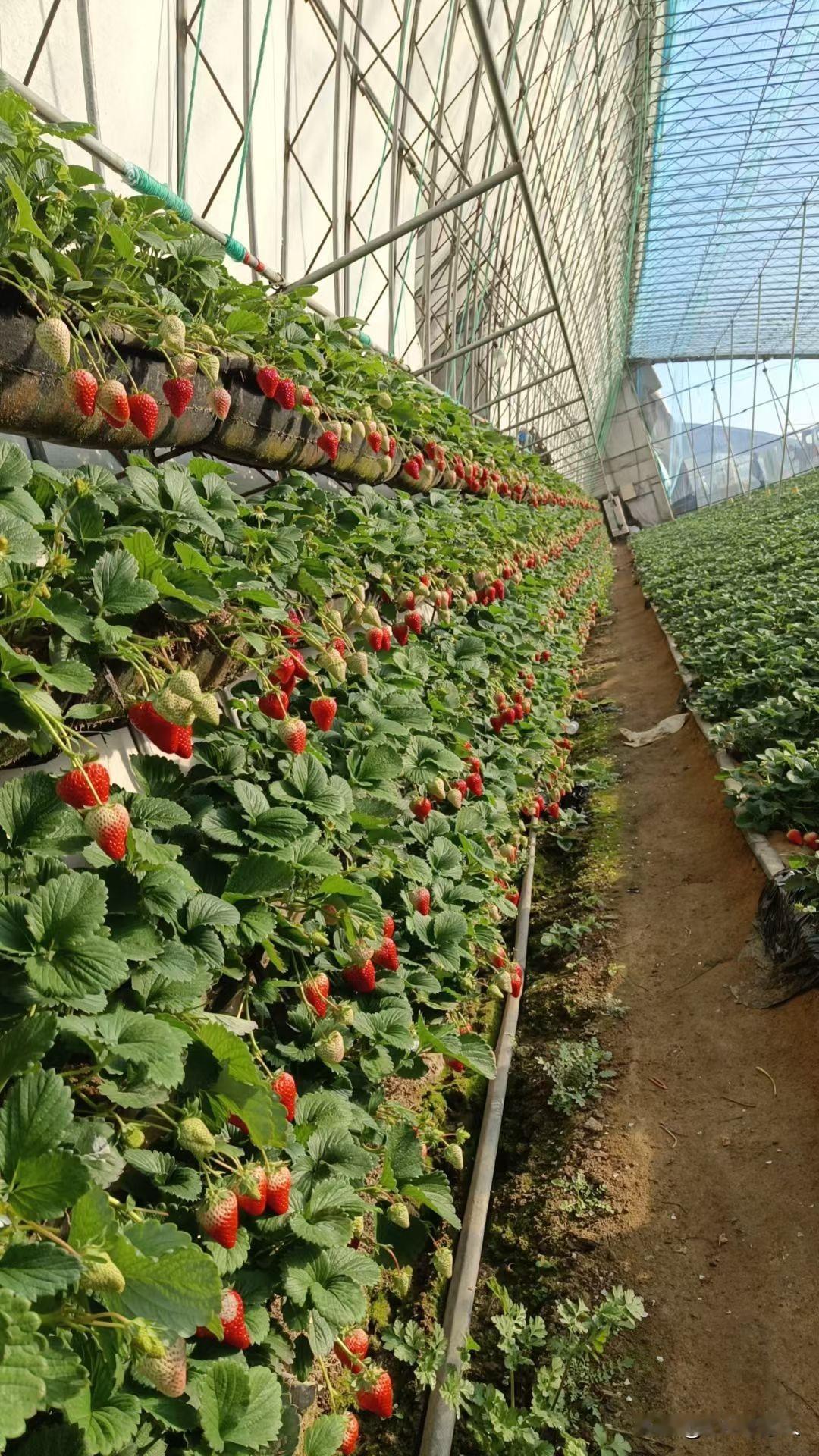 又是一年草莓季来了。大棚里温暖如春，果实累累。娇艳欲滴的红彤彤的草莓散发着迷人的