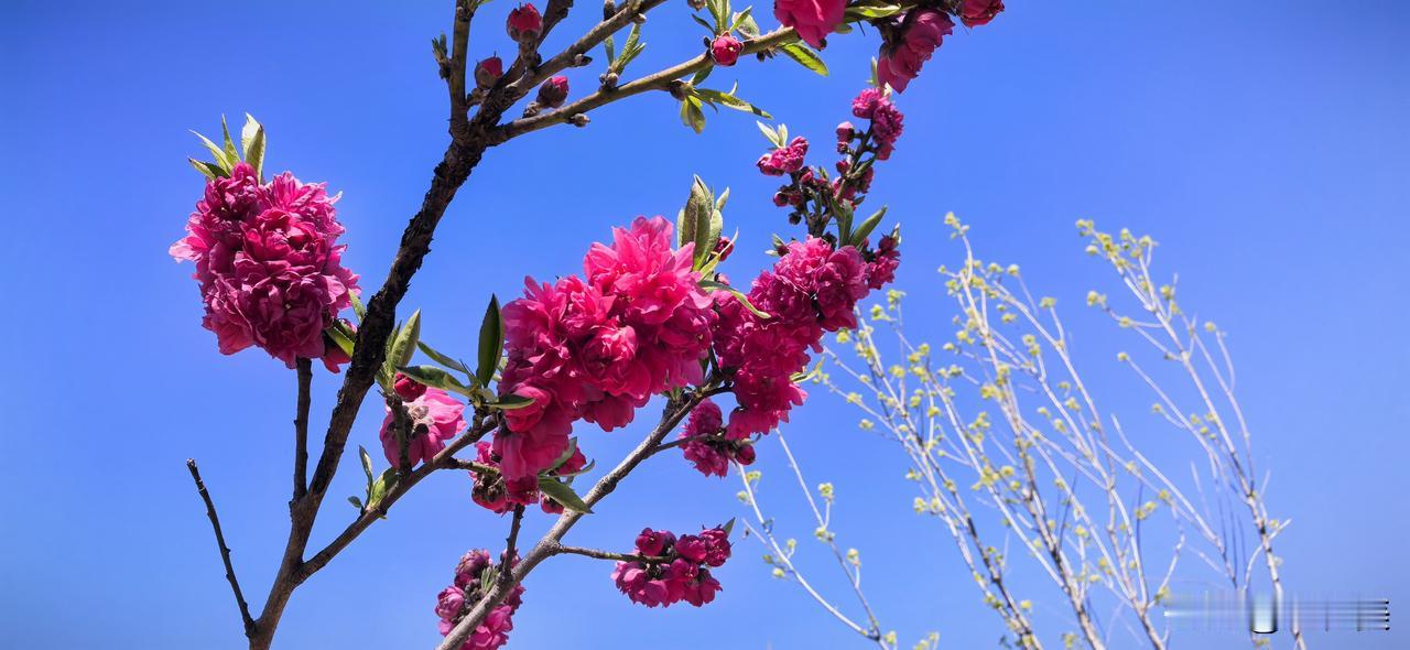 浣溪沙·郊野春晴
 
晴日无风暖正好，一湾碧水映晴霄，榆黄桃艳斗春娇。
野岸盈盈