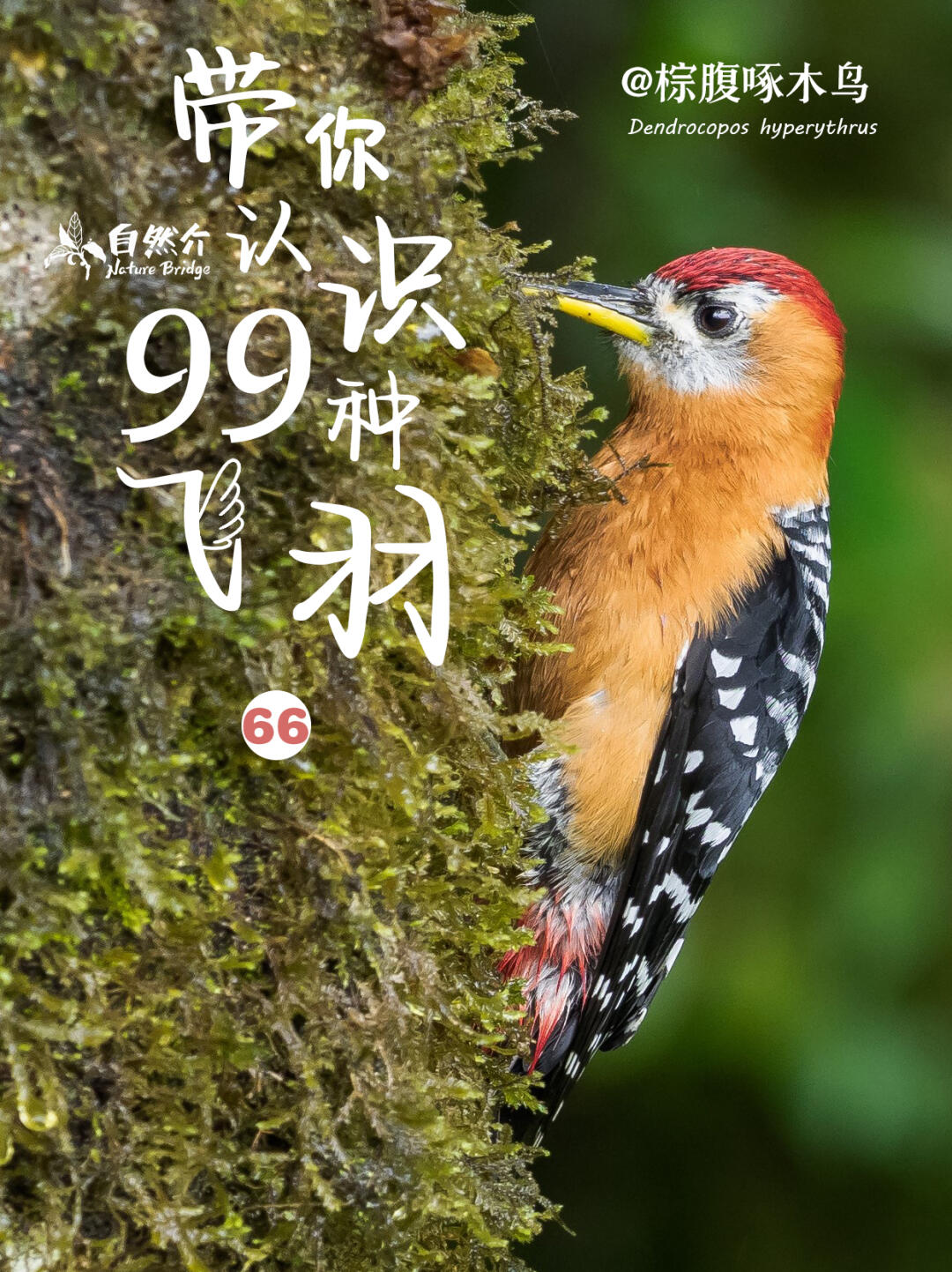 带你认识99种飞羽