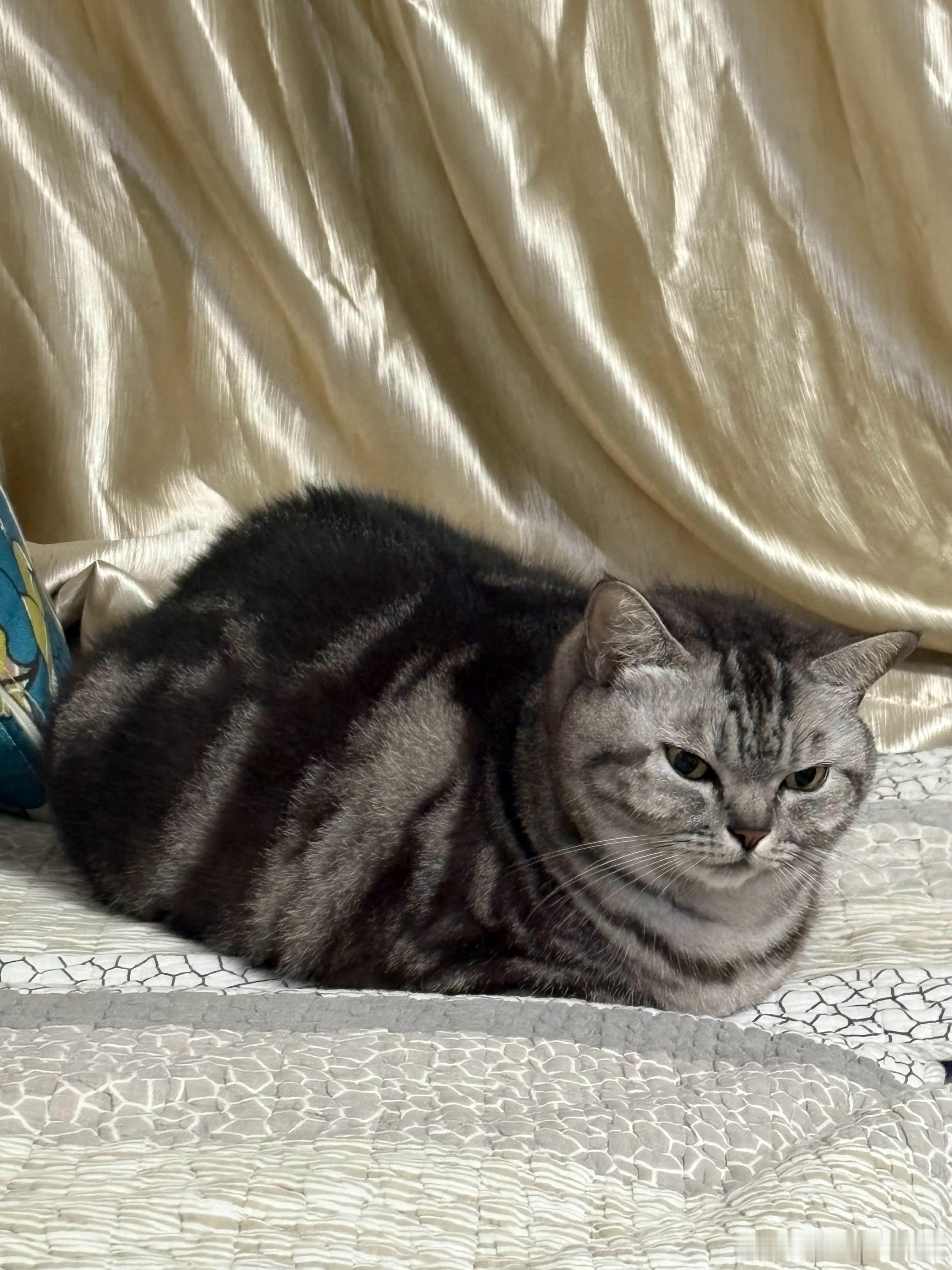 怎么会有猫往那一趴 跟一座山一样 