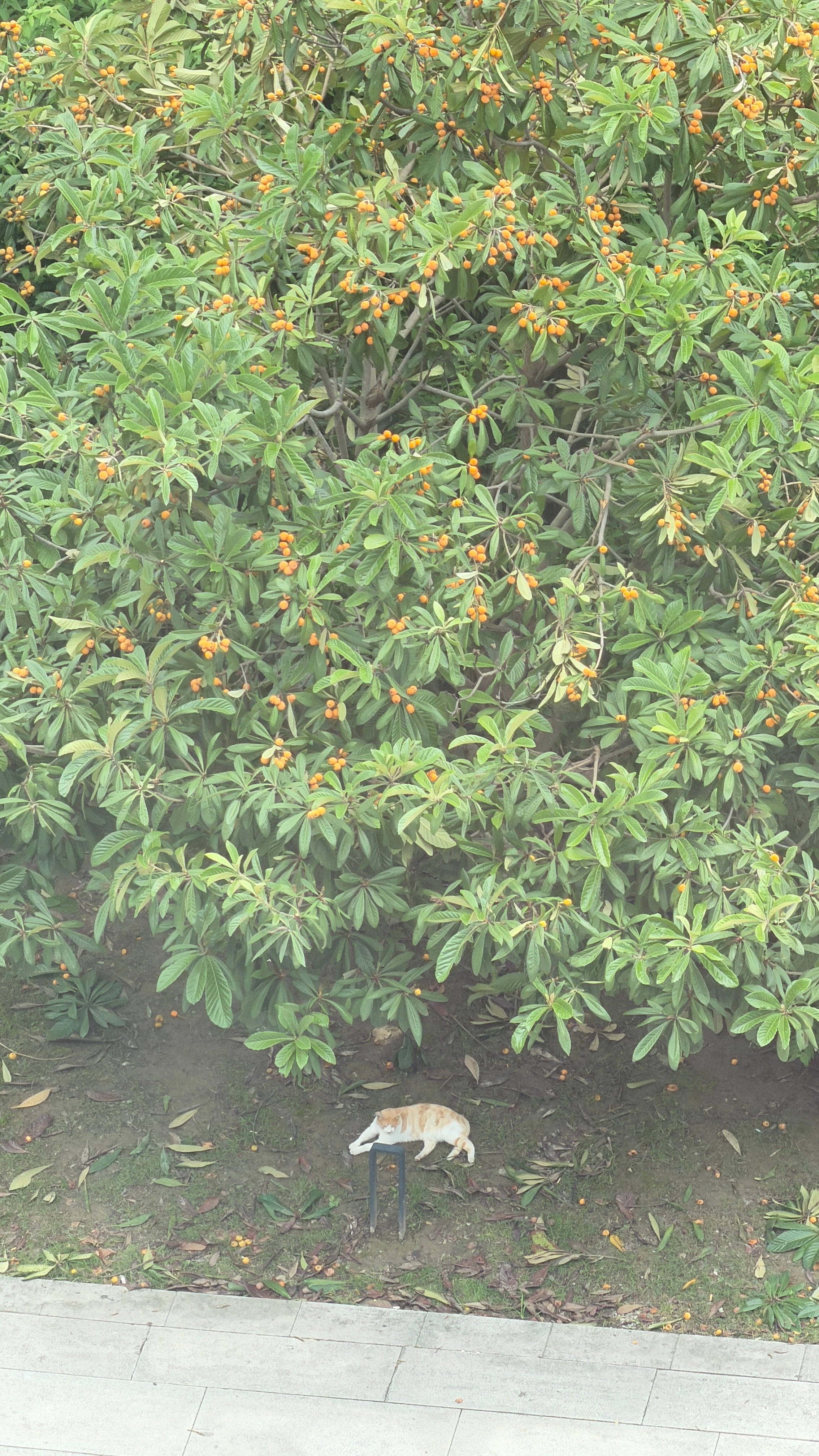 园区里这几颗枇杷树不白长啊😃 