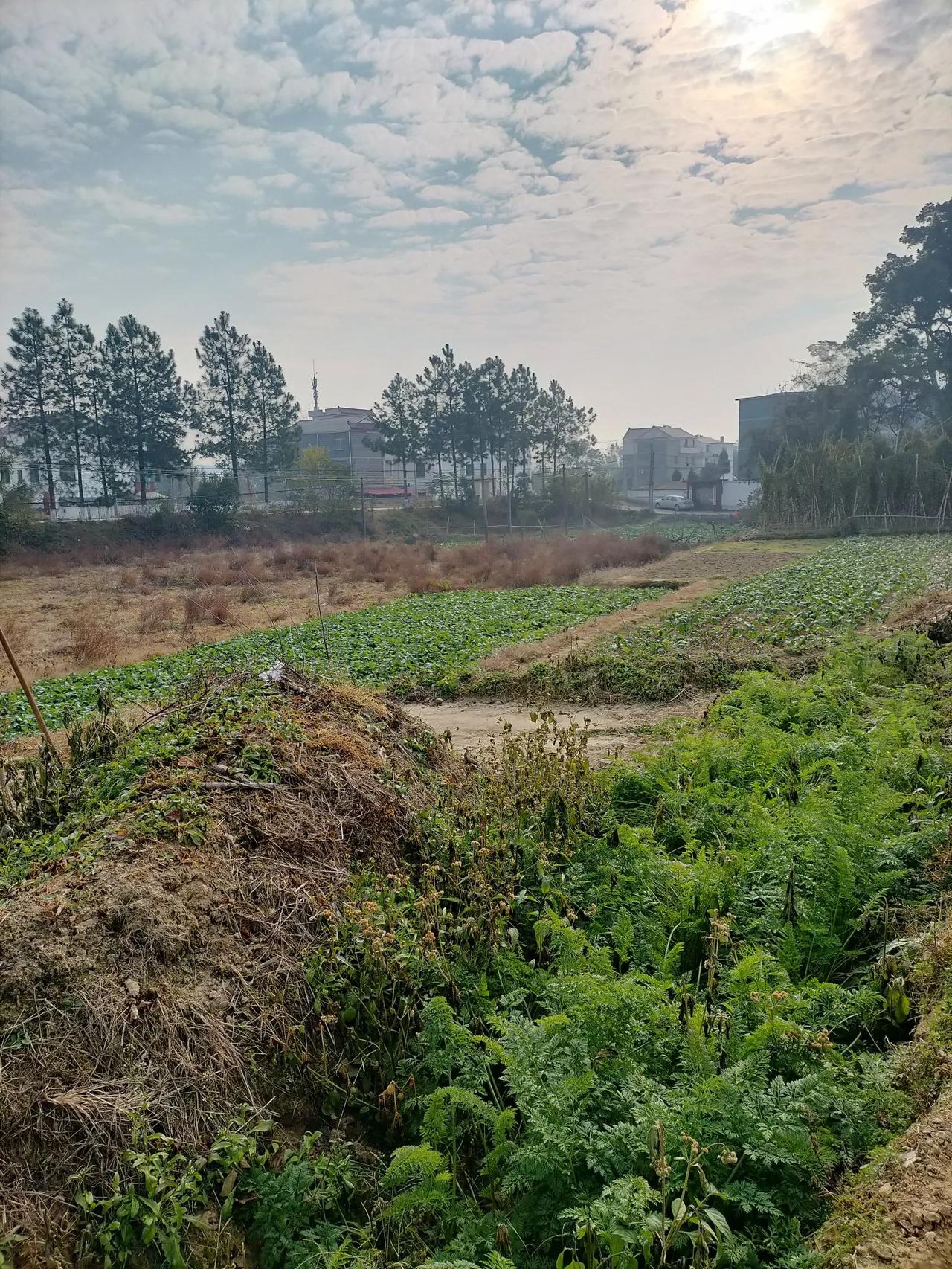 我爸爸的墓地风景如画，但被这家土地的主人在墓旁边种了一行竹篙薯，一下雨就有水进墓