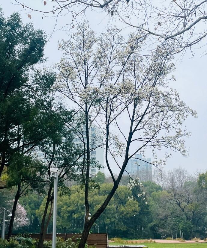 又是雨天，看着部分玉兰花被雨水无情打落，真让人心疼。不过许多花儿还在风雨中顽强盛