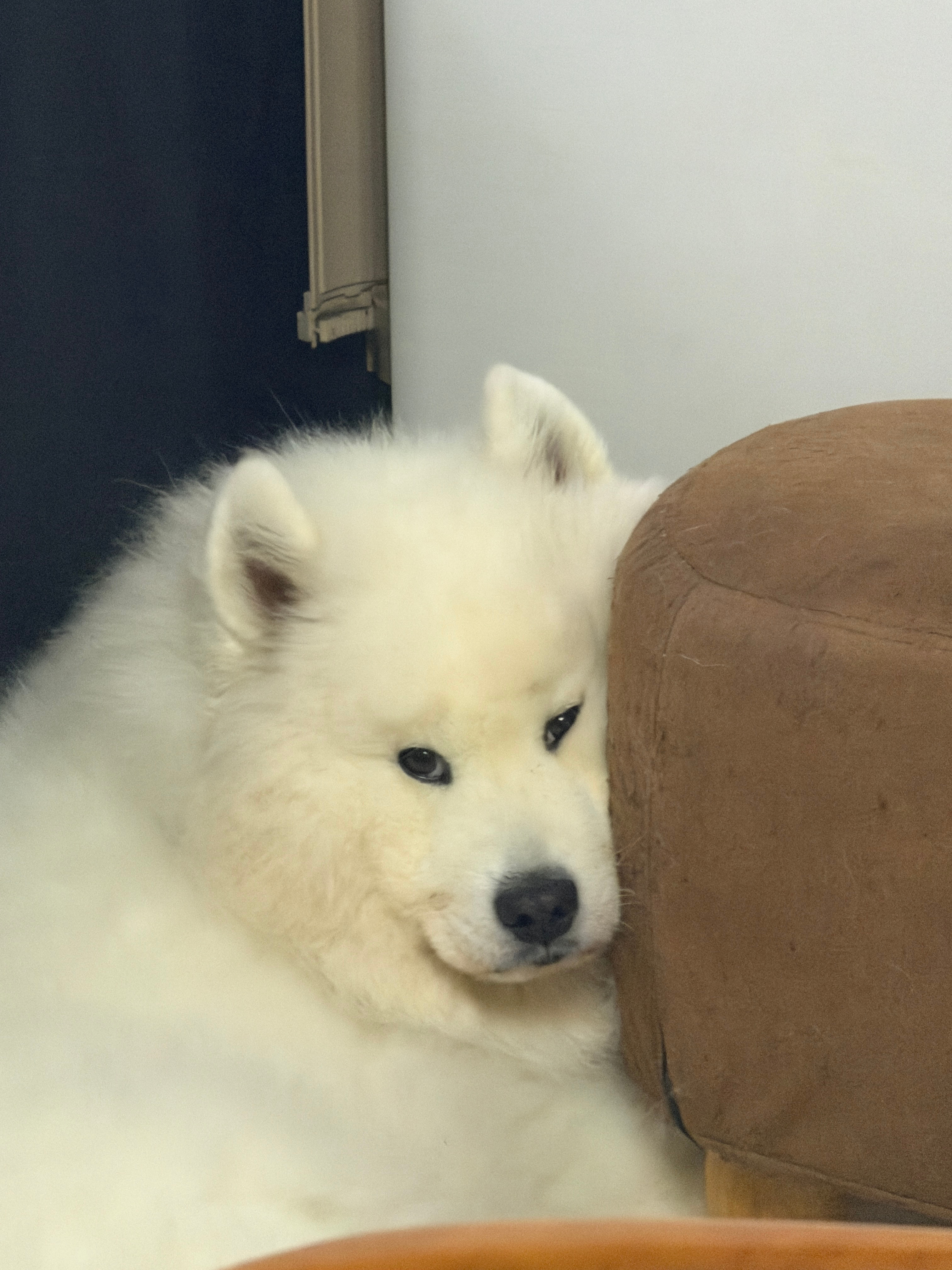 它能有什么烦恼呢？