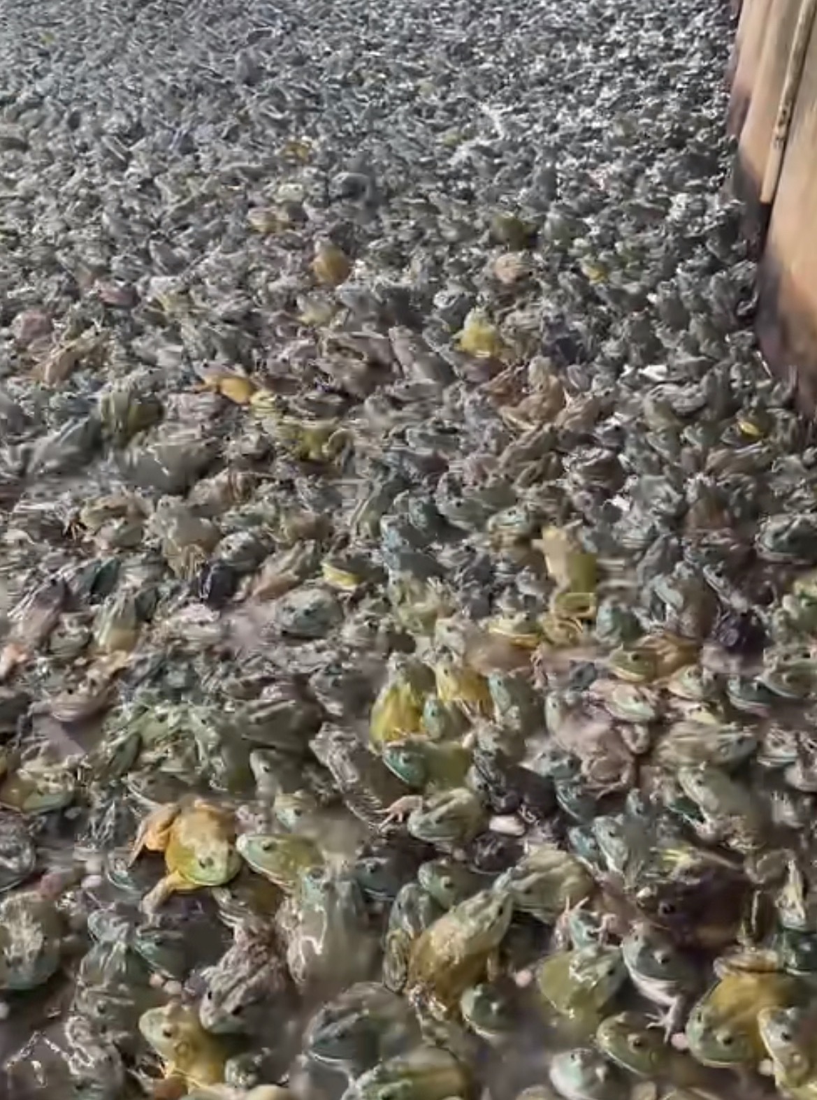牛蛙 抗生素很少吃，以前就经常爆出来，有寄生虫之类的。病从口入，这句话真不假。看