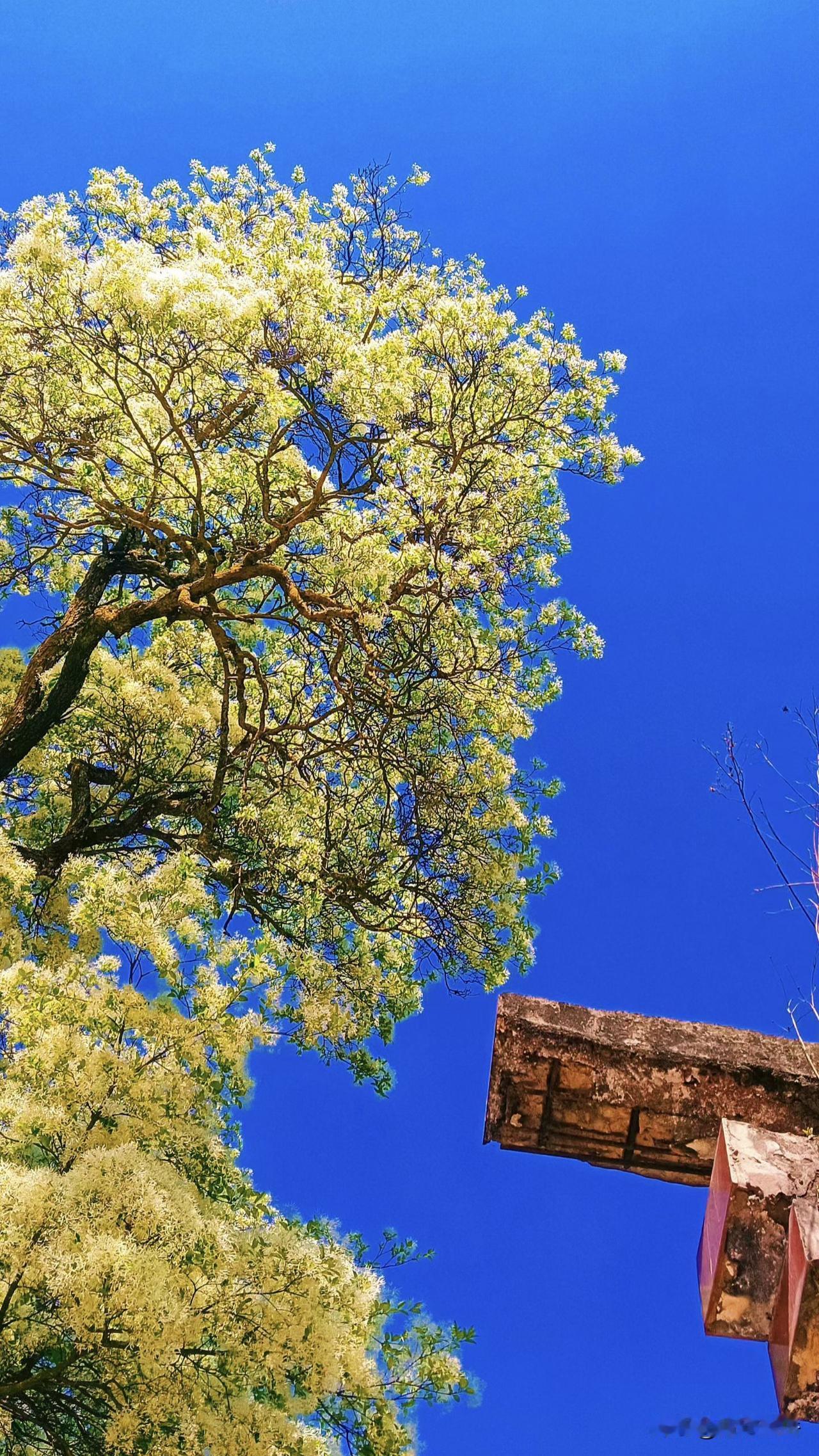 马军营这株古流苏，今年又开成“网红”了。
树龄600岁，四月花开如覆雪，游客们不