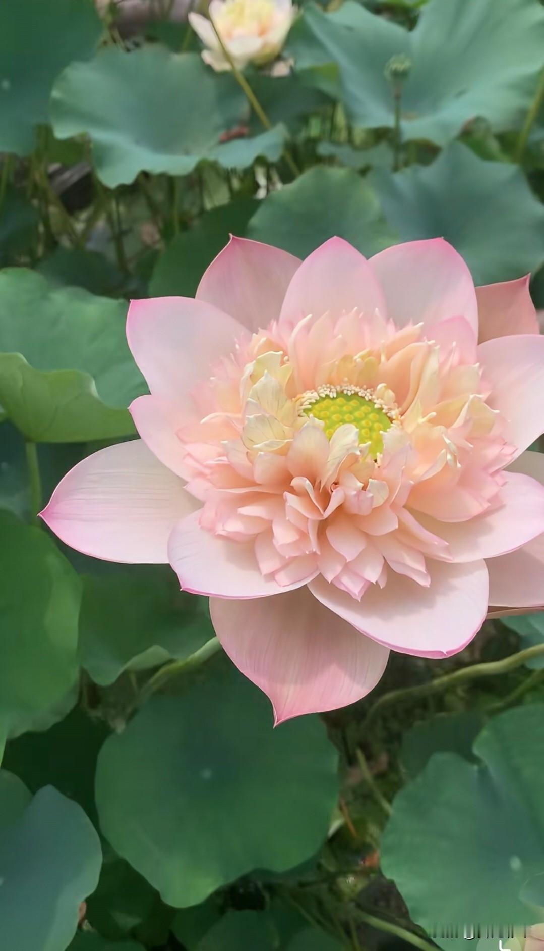 这一朵荷花开得端庄雅致，花瓣层层叠叠，由外向内慢慢聚拢，粉润的花瓣柔美温润，中间