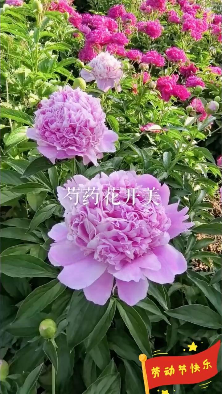 芍药花开美。