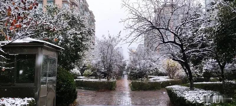 今天早上，

下的是雪吗？

不，这不是雪。

这分明是惊喜！

郑州迎来了今年