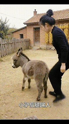 小驴的屁股你也敢摸？看我不踢你！小驴毫不客气地开始用后腿踢人！最搞笑的是，小驴的