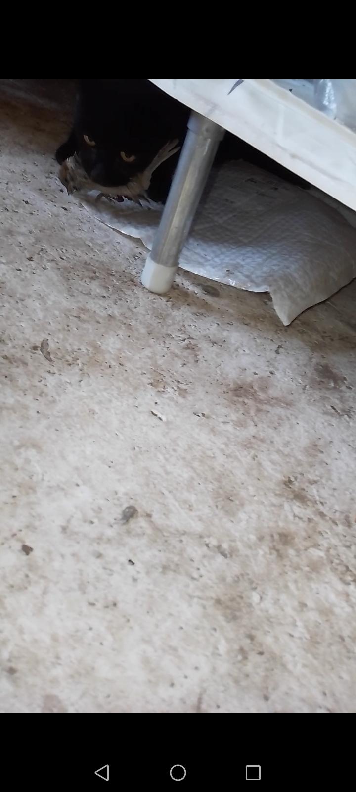 人真是个奇怪的物种。我心想家里没猫粮了，猫咪肯定饿坏了，便没去心疼它逮到的那只鸟