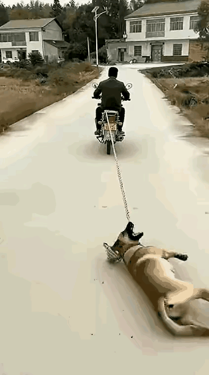 小狗已然看透主人对它的狠心，这只狗便也不再给主人留情面。既然你不仁，那我便不义，