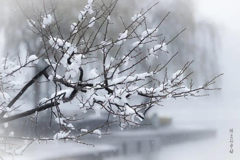上联：夜来风雨梨花瘦，如何对下联昼起霜雪柳叶残
