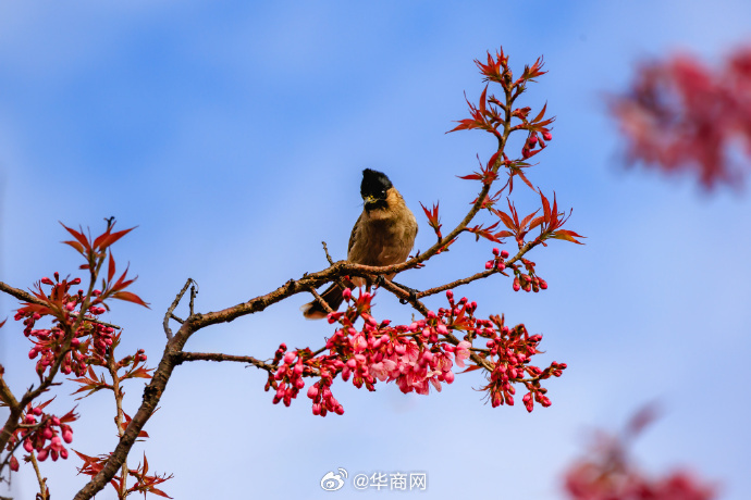 #三秦暮鼓#【#昆明冬日的鸟语花香好治愈#】云南昆明，鸟儿栖息在粉红色的冬樱花枝