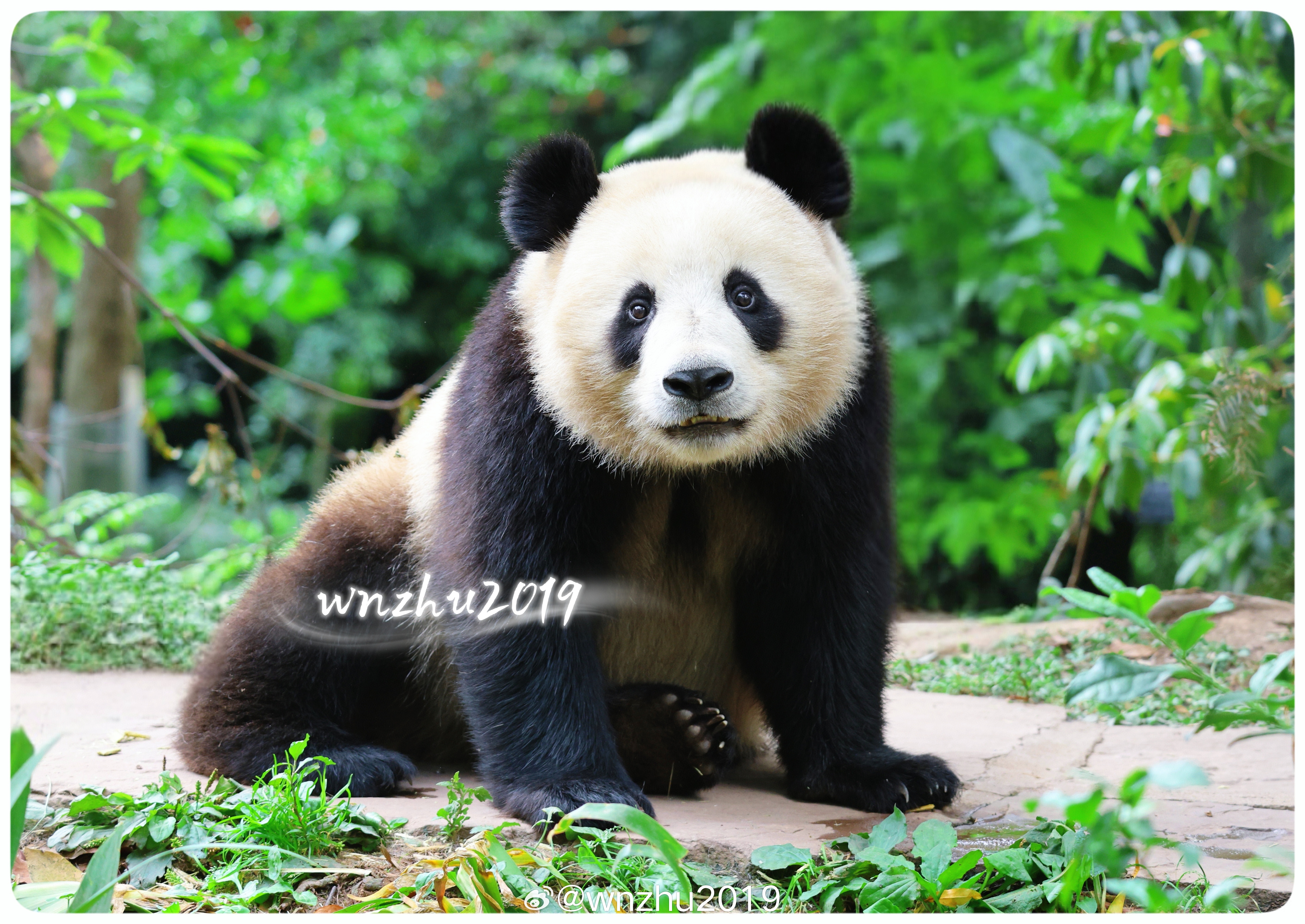 大熊猫白君 生日快乐呀，小不点