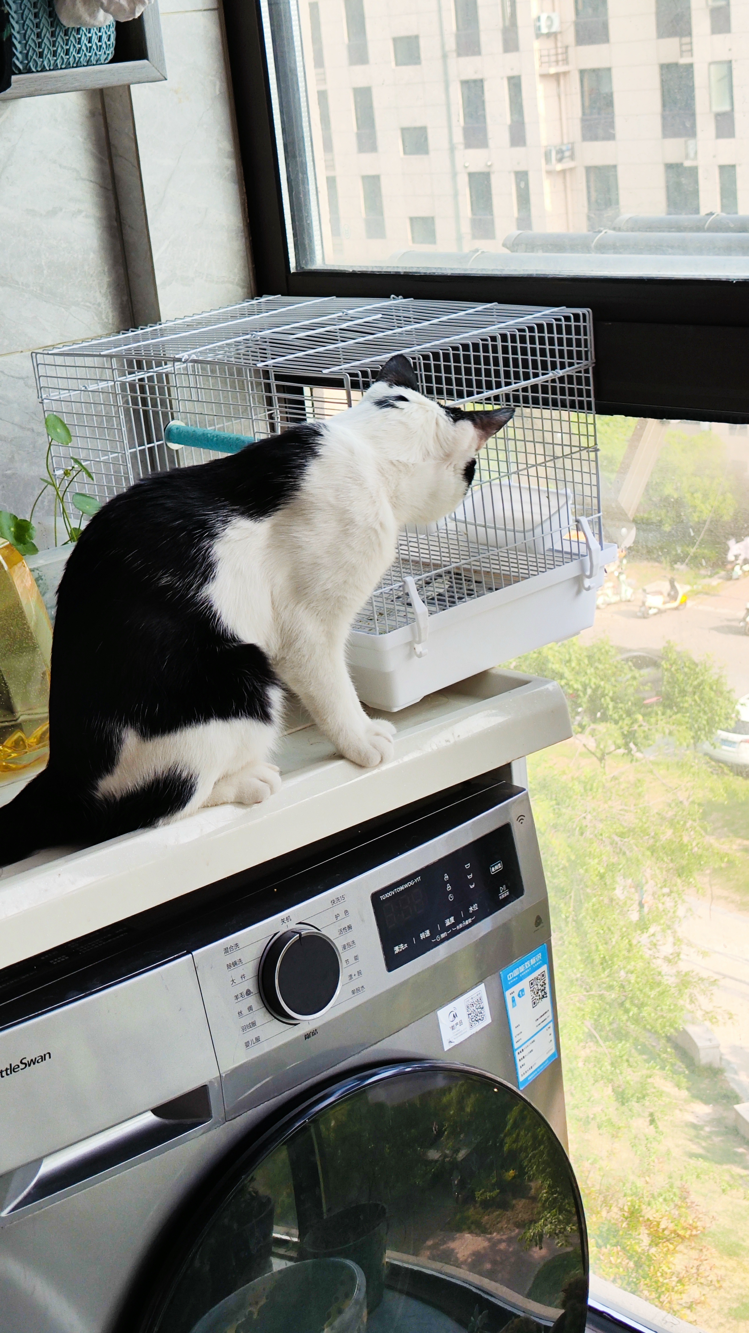 猫咪和小鸟，两个玩的不亦乐乎