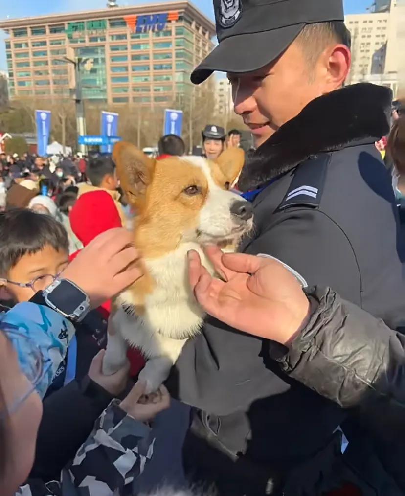 果然什么生物都不喜欢上班[捂脸]路边碰到一只柯基警犬，大家都很热情，狗狗却并不开
