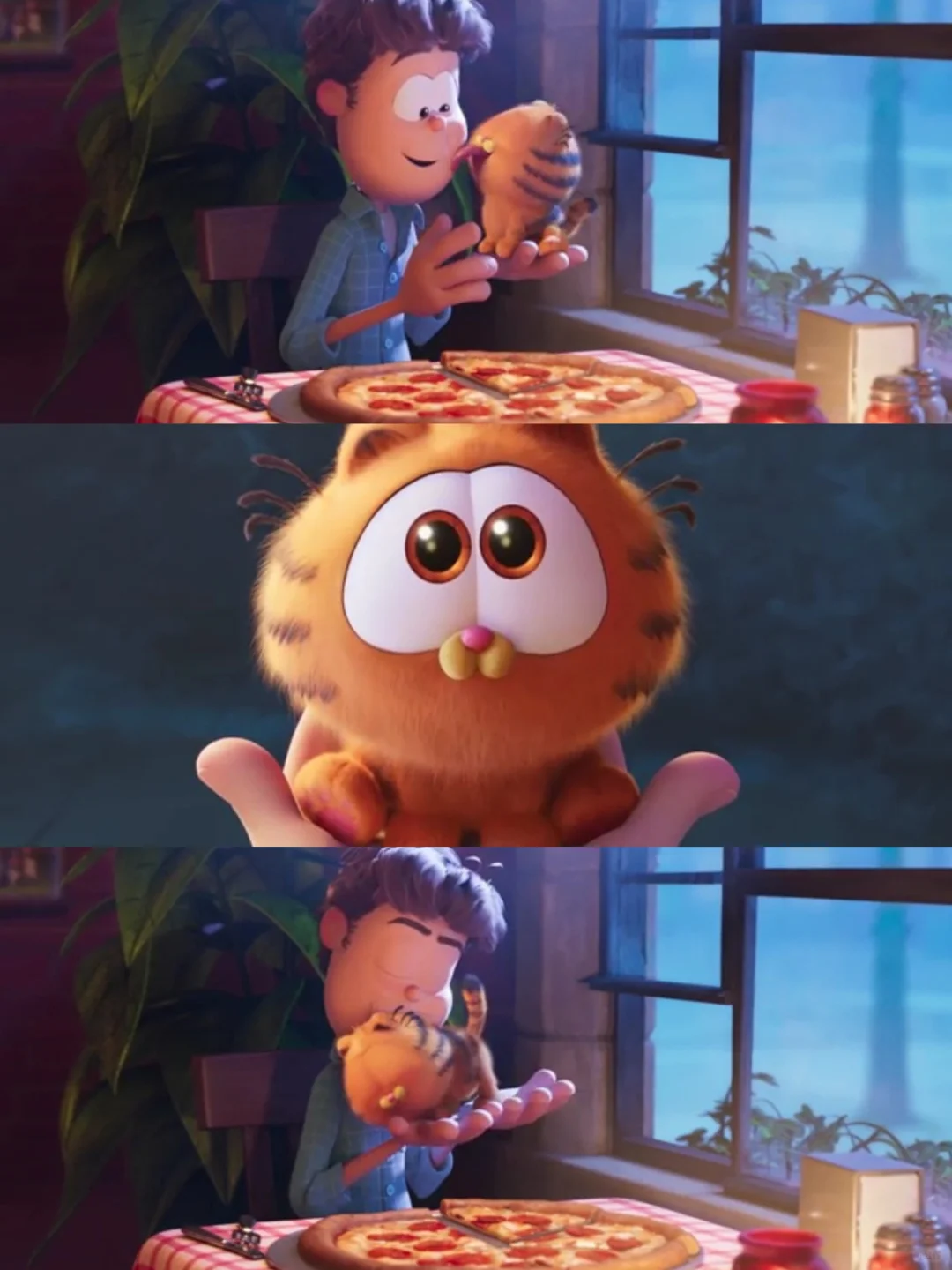 加菲猫幼崽可爱炸💥心心念念的它回来啦❗