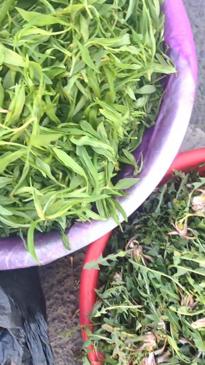 这是山迷子，这个是荠菜萝卜丁，鸭嘴菜，这是柳蒿芽，小根蒜。这个是什么？也是柳蒿芽