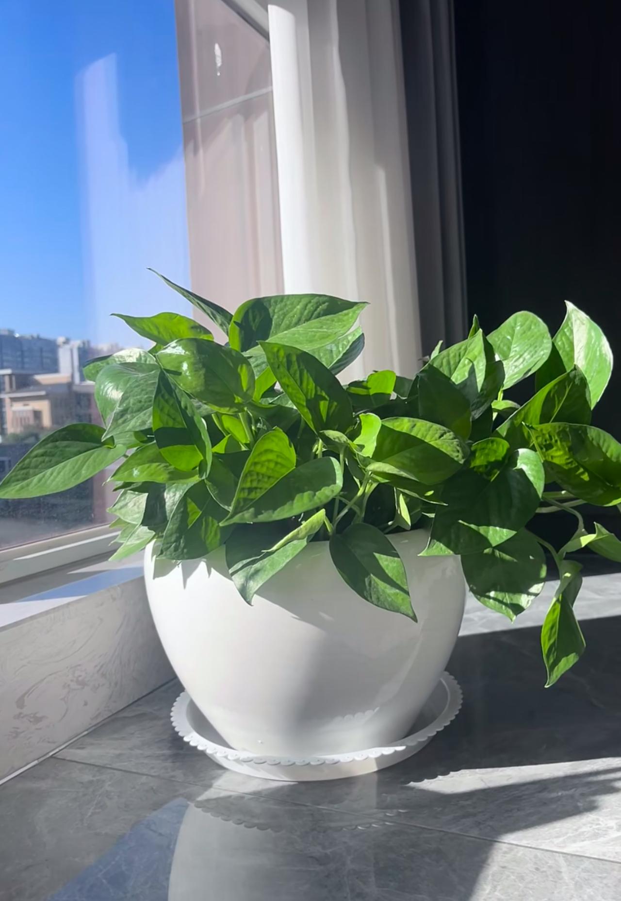 你们都喜欢在家养小植物吗？在家养植物特别有意思。我在阳台摆了几盆绿萝和多肉。绿萝