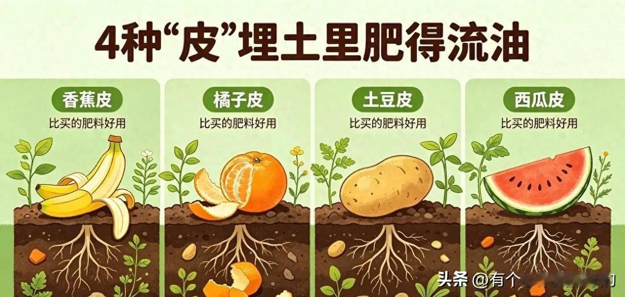 四种厨房果皮千万别扔，埋土里肥得流油，种菜超省心
 
平常家里吃剩下的果皮，千万