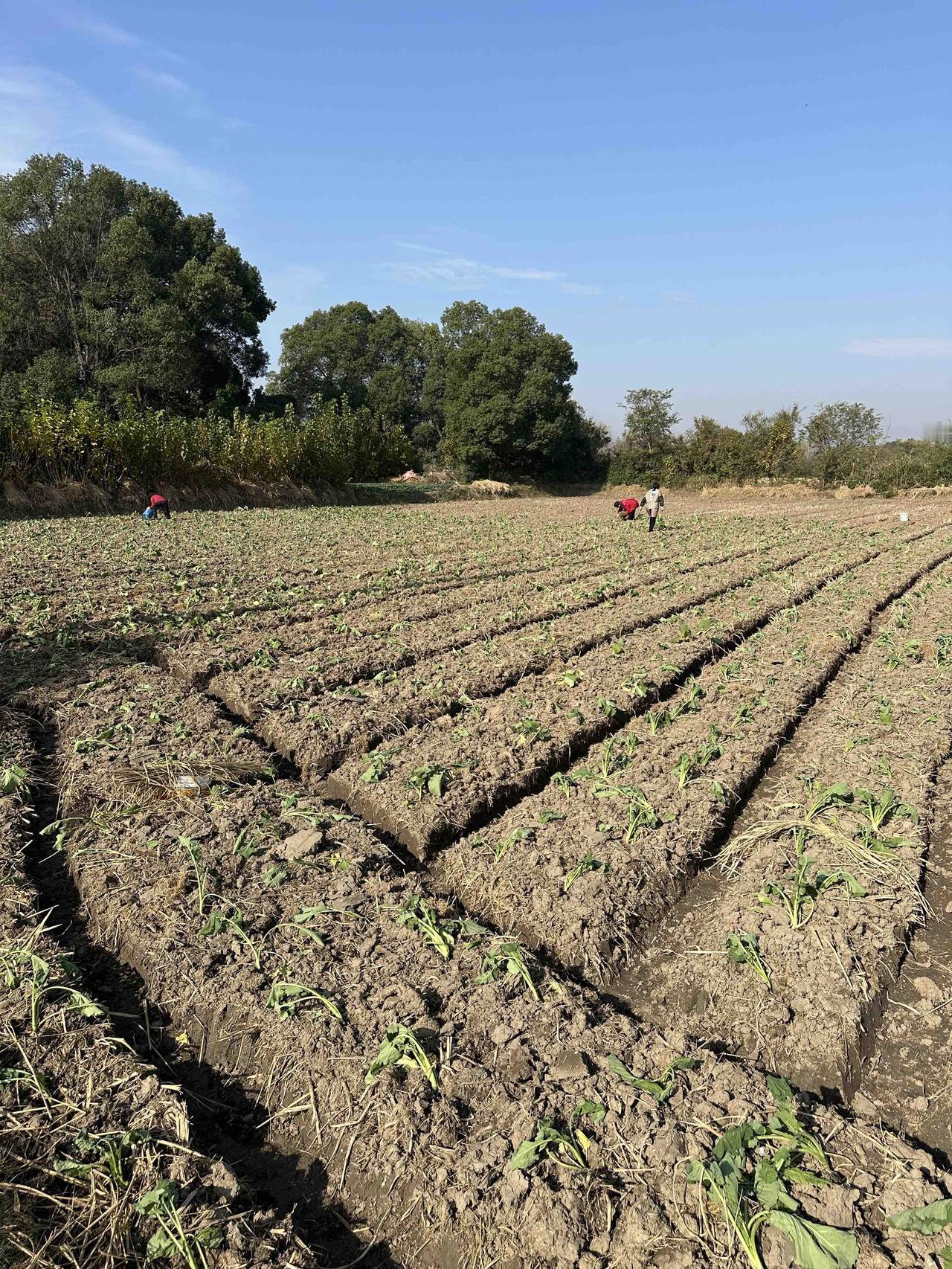 今天回到乡下，跟着老爸种油菜，才懂一碗菜油里的时光与辛劳。

今天回乡下，被老爸