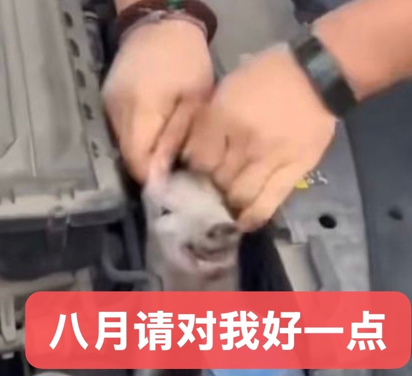 八月一日，不说了上流程 