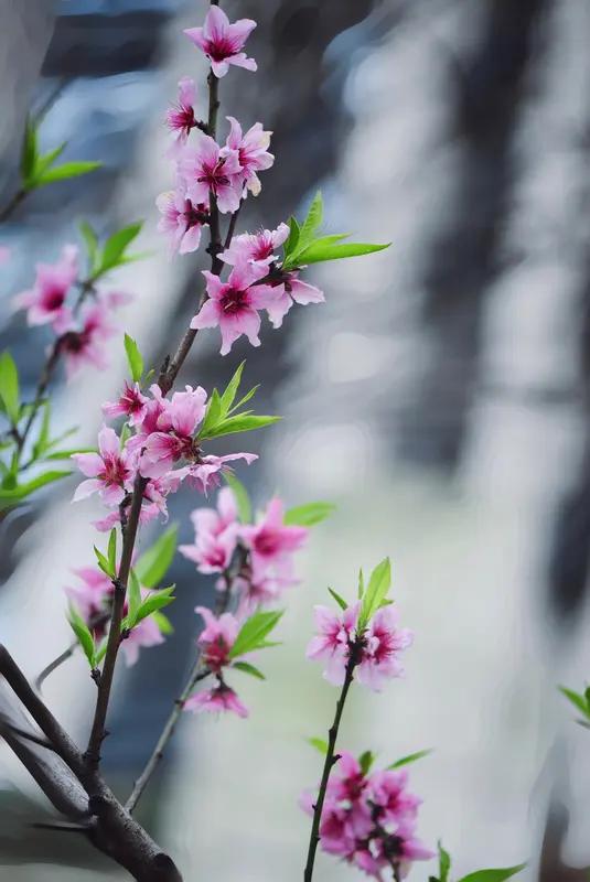 AI妙生图人间四月芳菲尽。