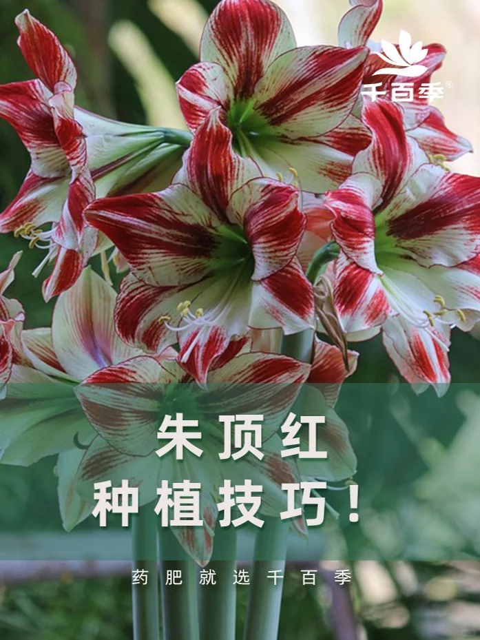 朱顶红怎么种❓超简单❗