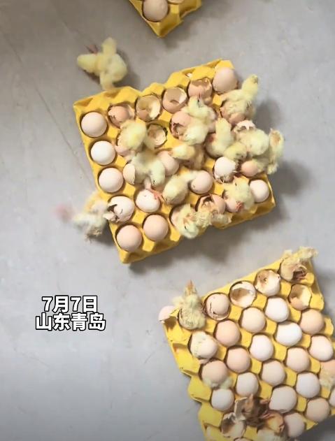 “意外的惊喜！”7月7日，山东青岛，一女子因天气炎热离家2天，回家打开门后，全家