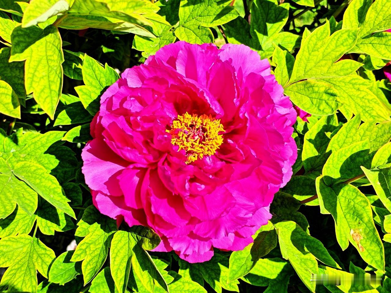 粉艳如霞映碧叶，芳华似锦绣春光。