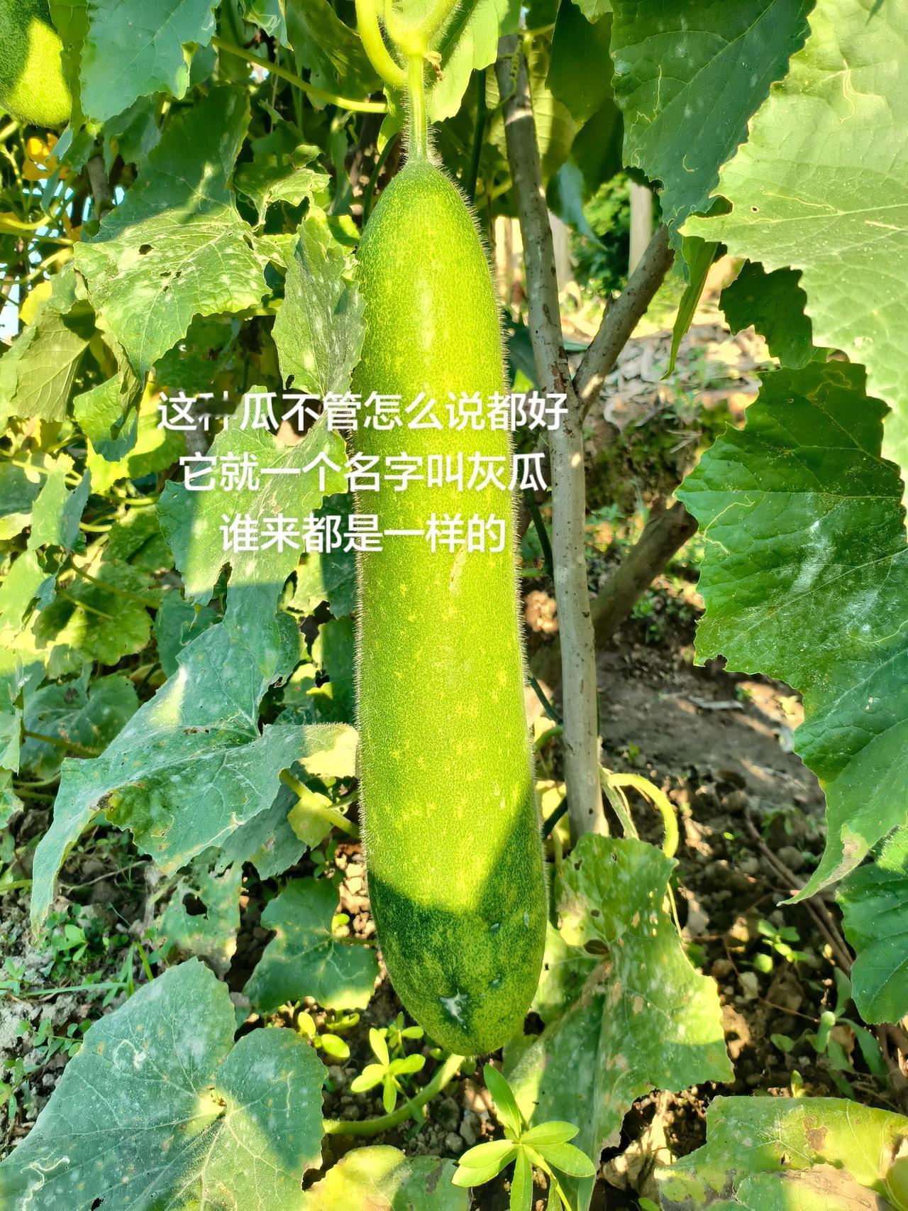 这种瓜不管怎么说都好
它就一个名字叫灰瓜
谁来都是一样的
灰瓜种植 我的农村生活