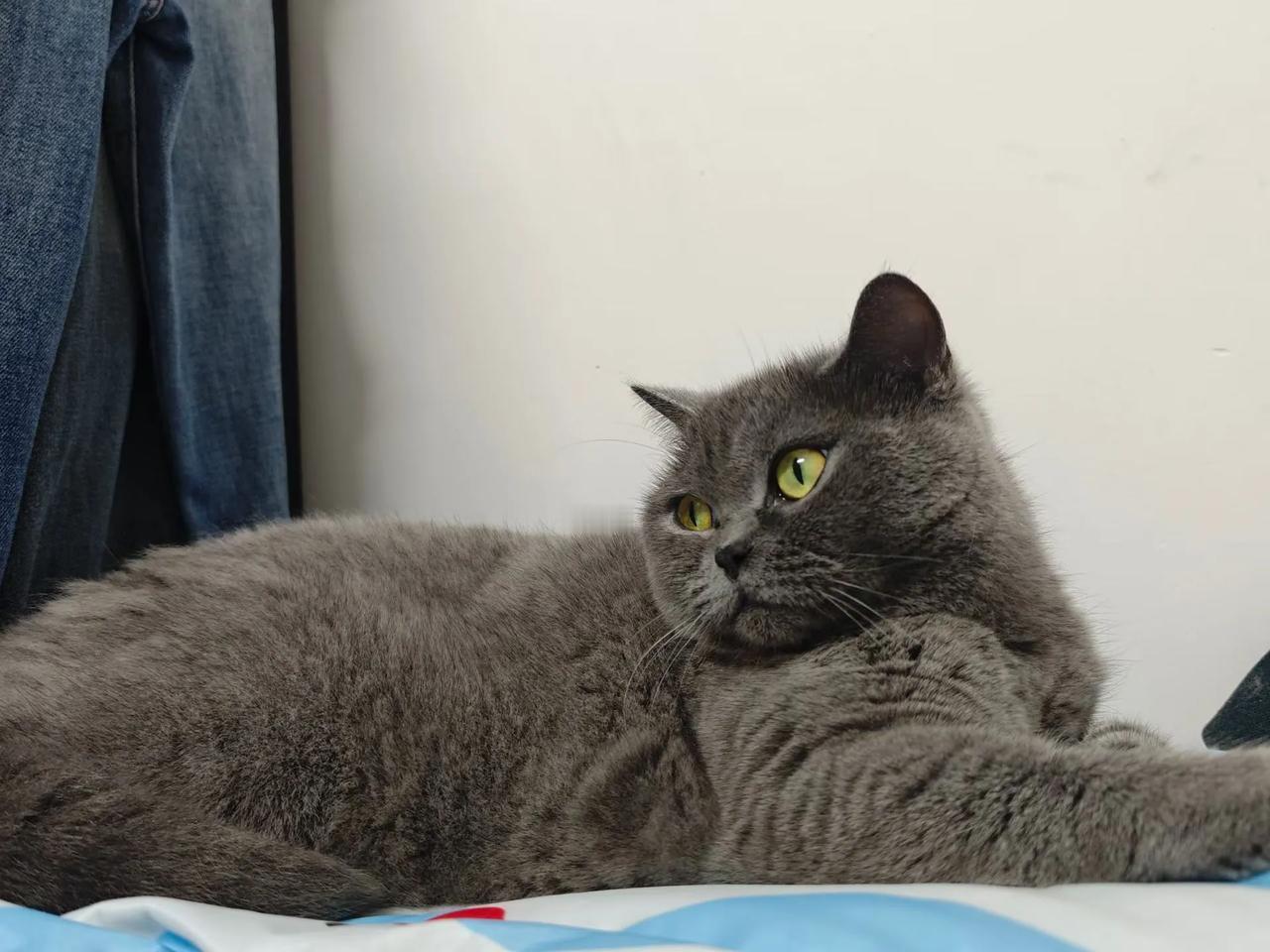 灰猫午后
 
一身浅灰绒色
蜷在闲散的午后
 
金黄眼眸望向一侧
藏着小猫独有的