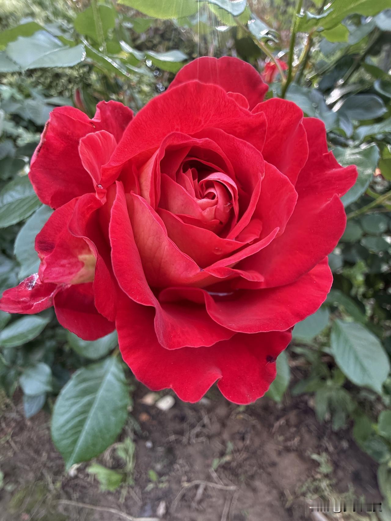 【小对联】
上：口述；
下：……？