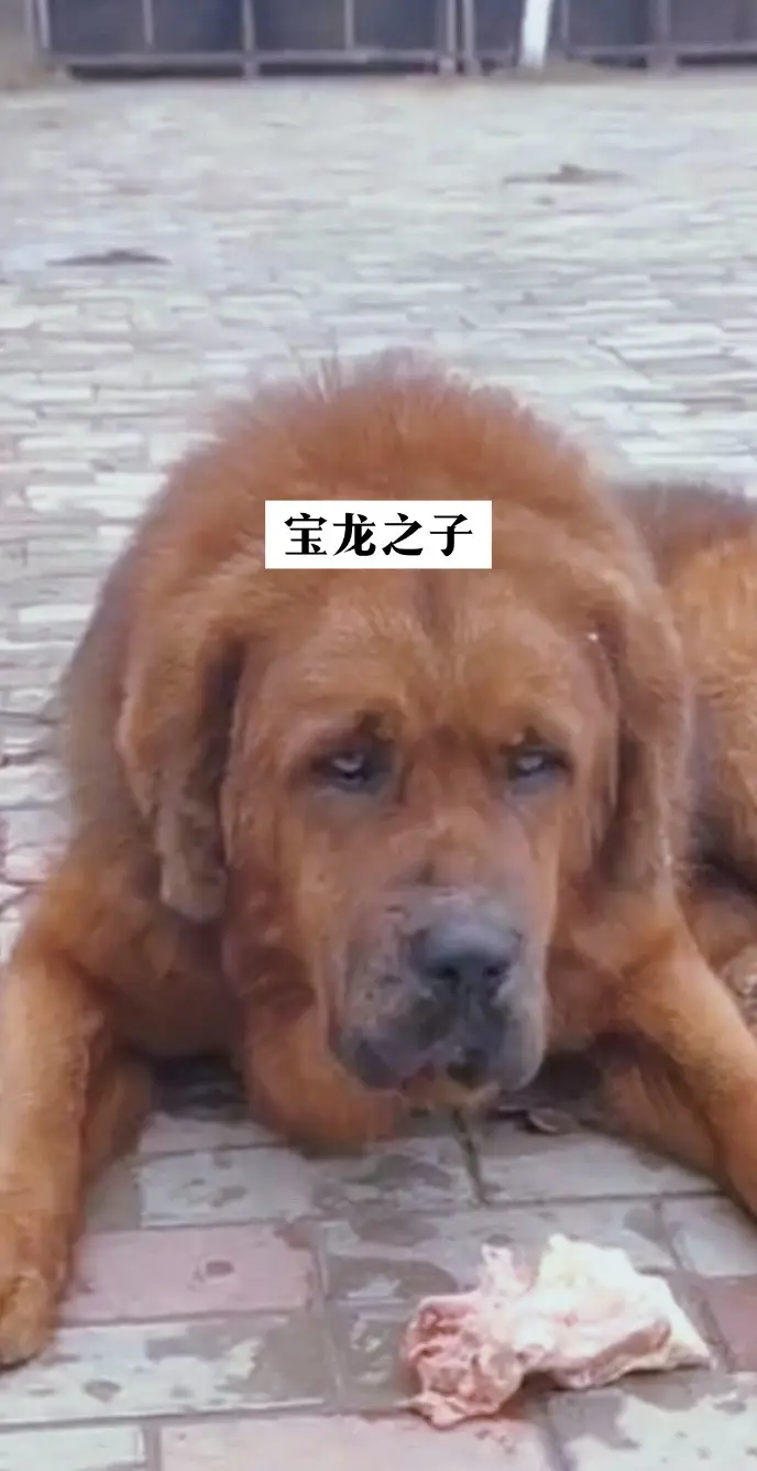 品味生活 藏獒 狗富贵