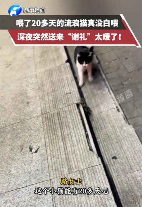 解释不清了！辽宁沈阳，一女子经常投喂流浪猫，没想到，这天晚上流浪猫来吃饭时，给女