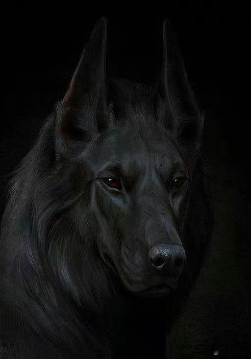 灵犬出现，见者财运旺旺旺~~[good] ​​​