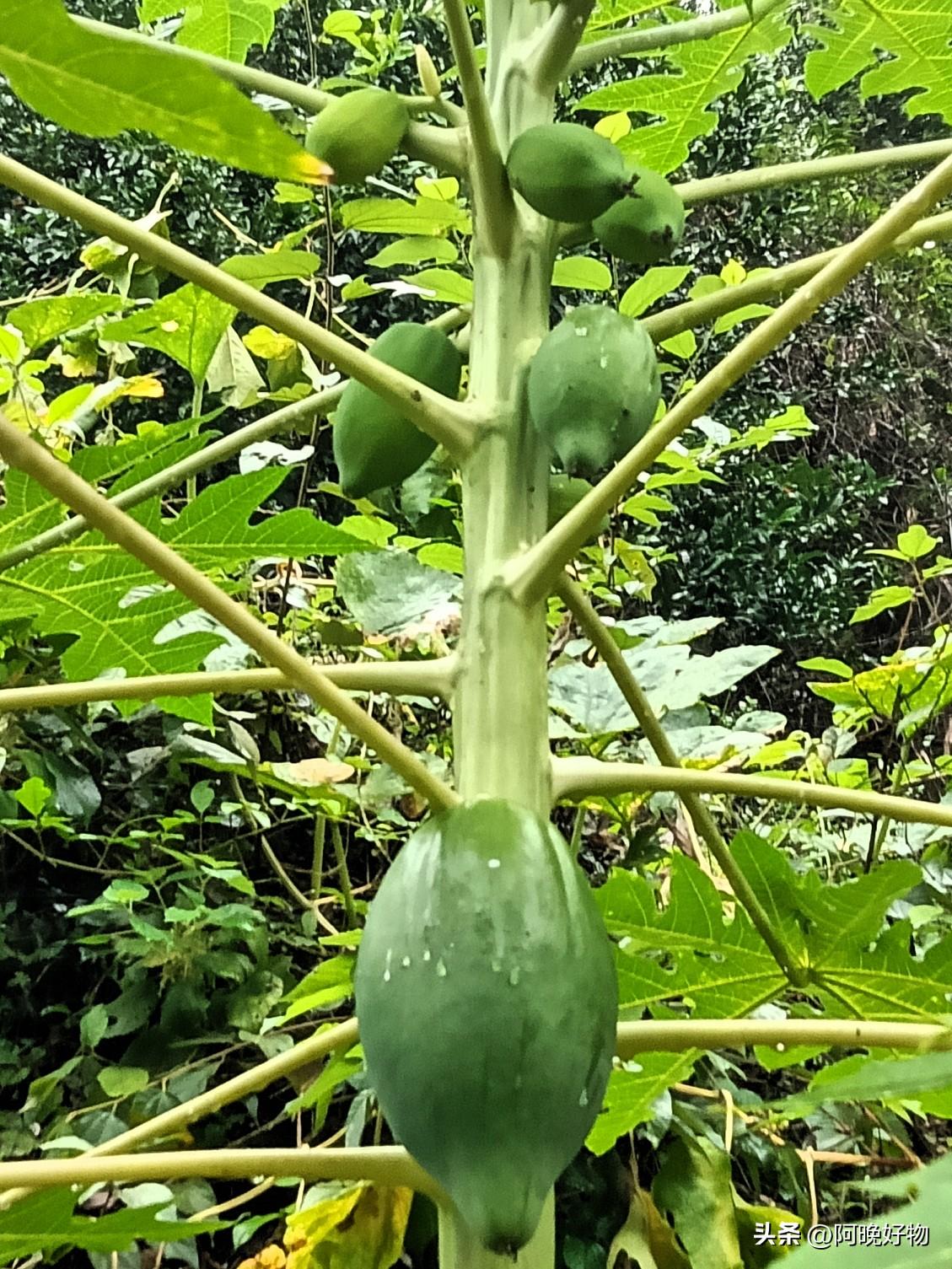 见过挂果这么密的木瓜树吗？生命力直接拉满！

刷到这棵木瓜树的瞬间，我直接被治愈