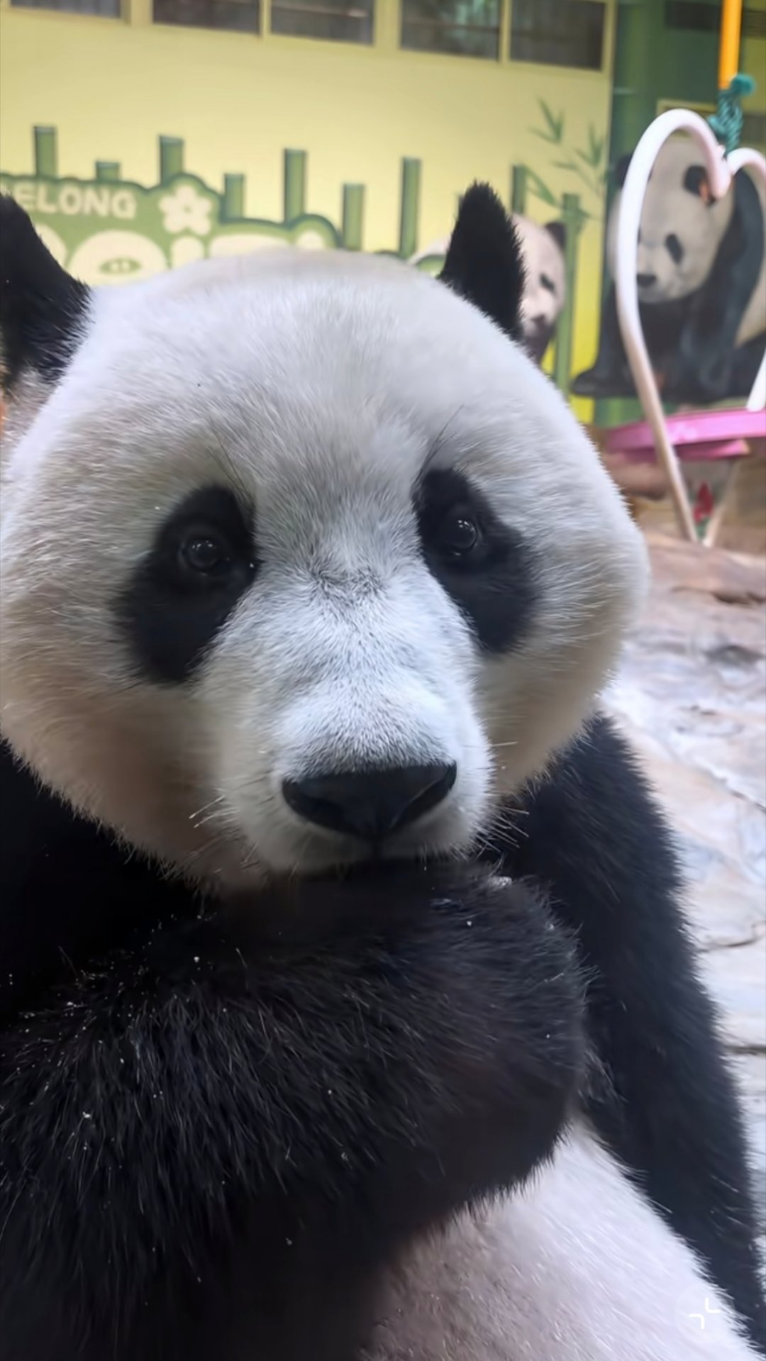 这个角度真的很梭子蟹啊猪哈哈哈 