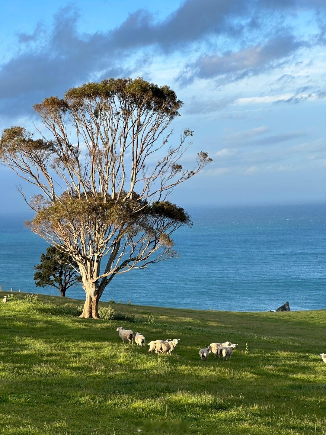 【新西兰旅行旅拍】招募中🙋🏻‍♀️时间：2025年1月人数：4人天数:  1