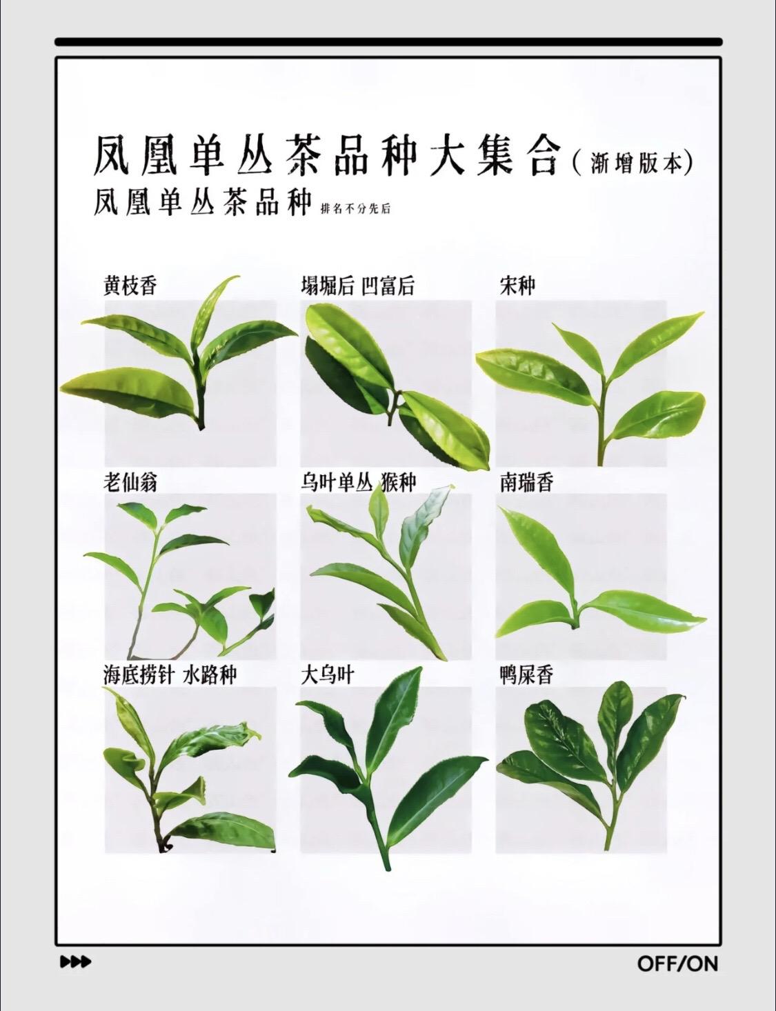 凤凰单丛茶品种大全，凤凰单丛你知多少？爱喝茶的关注我 凤凰单丛 #潮州