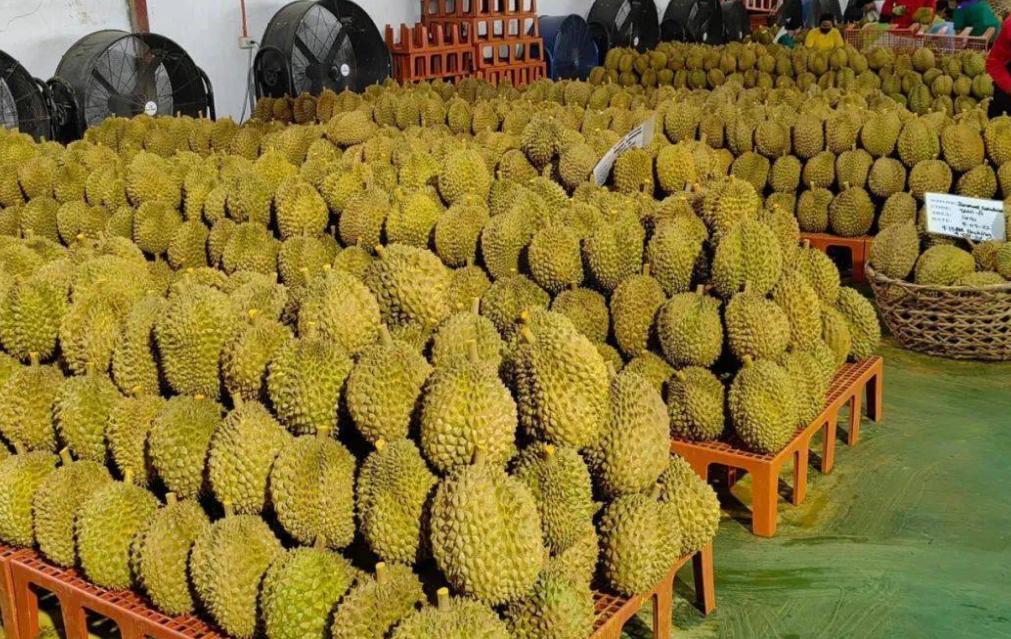 菲律宾又给中国甩锅！
四万吨榴莲烂成堆，
果农没钱赚，反倒问中国要赔偿？


讲