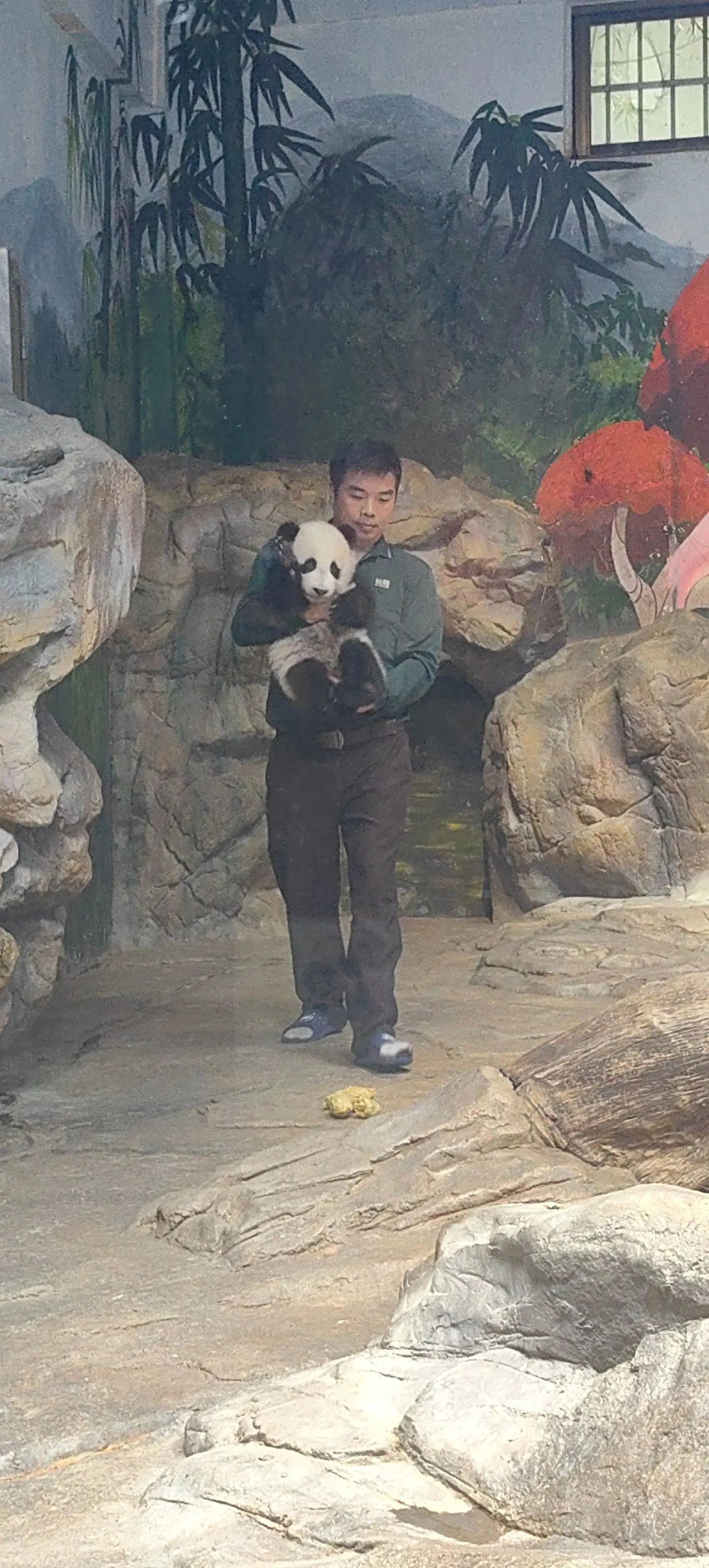 妹猪：外公又抱我起飞了啊😄抓拍可爱的妹猪