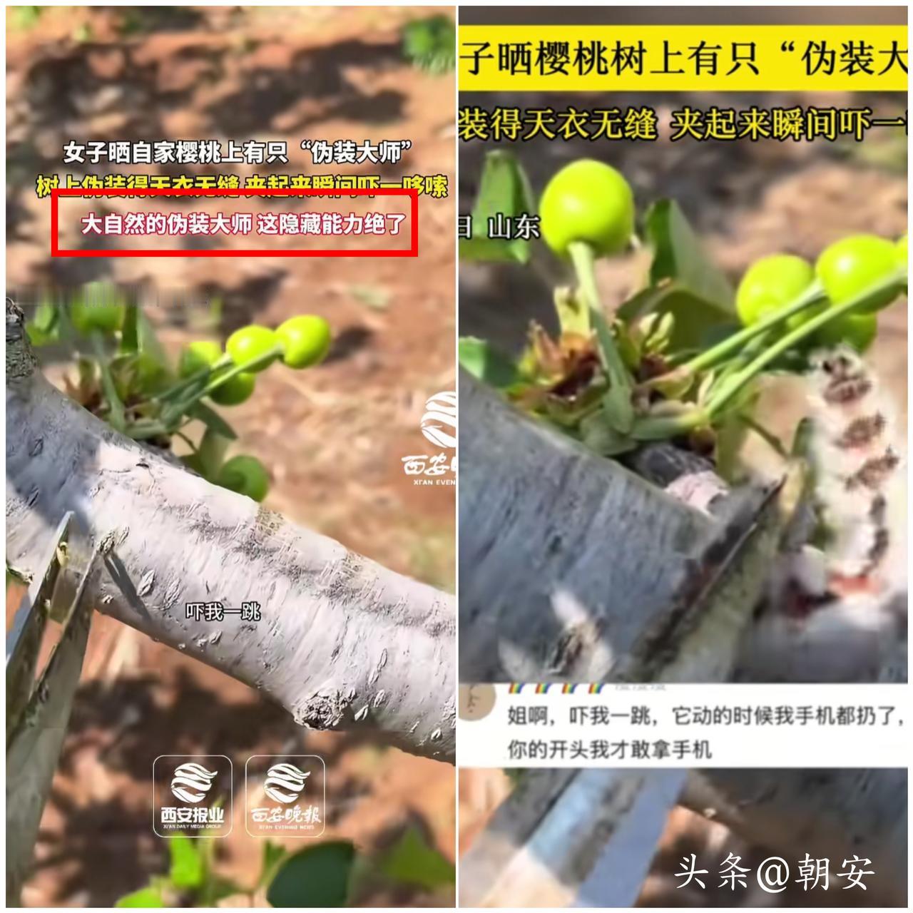 谁能想到树上一截普通树枝，居然是活生生的虫子伪装的，简直颠覆认知！

山东这位大