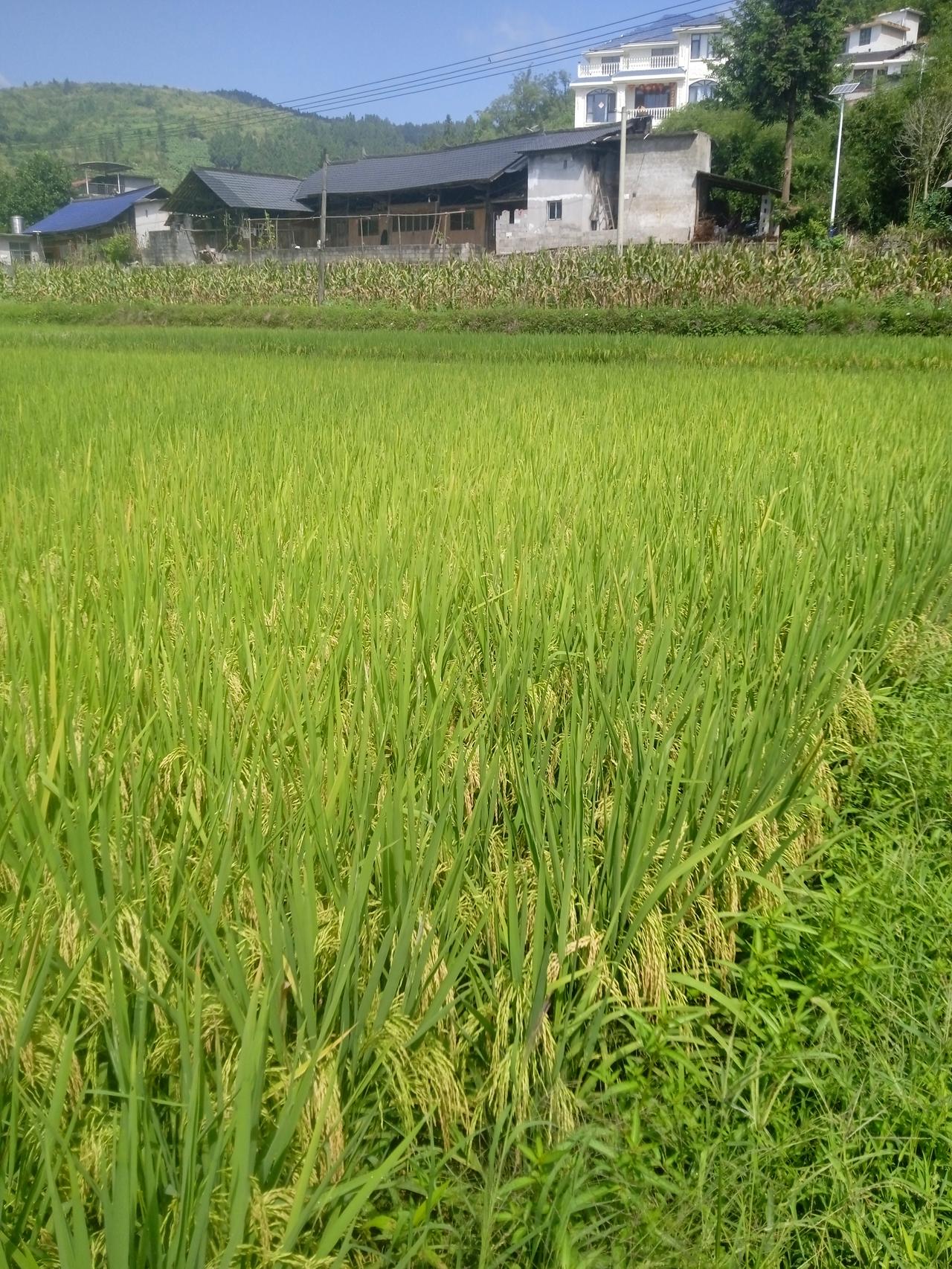 “来日并不方长，当下就是全部，一定要好好睡觉，好好吃饭，好好爱自己。”
寨子里一