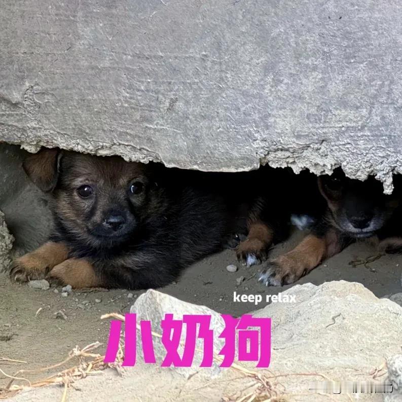 昨天经过一栋荒废的建筑时，听到路边隐约有小狗的叫声，仔细收寻一番，发现在一处水泥