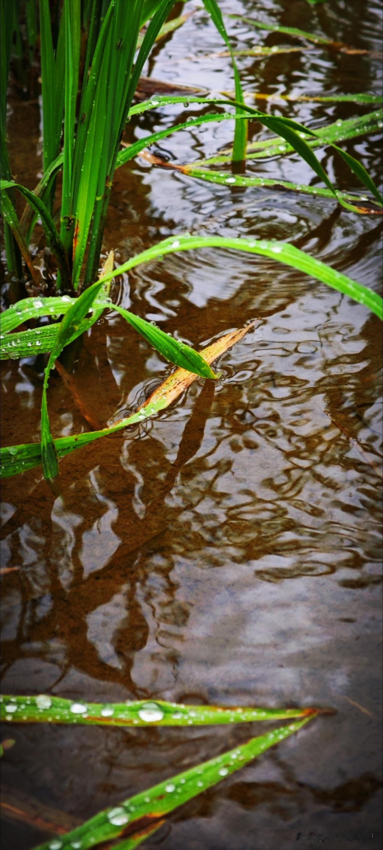 端午过了便是日日落雨。雨声由远及近，落到窗台前时听得更加真切。窗外香樟树叶沙沙作
